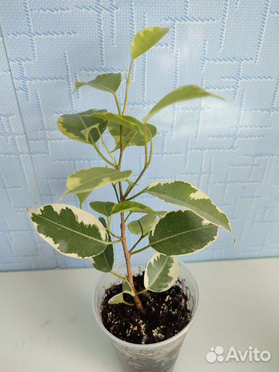 Фикус Голден Кинг