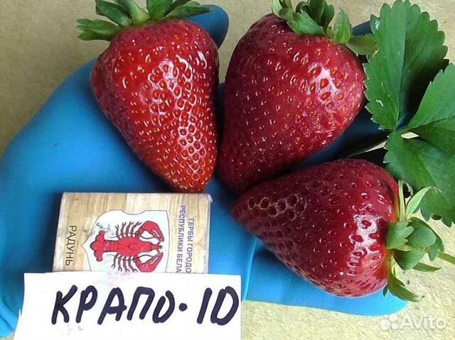 Рассада ремонтантнойклубники