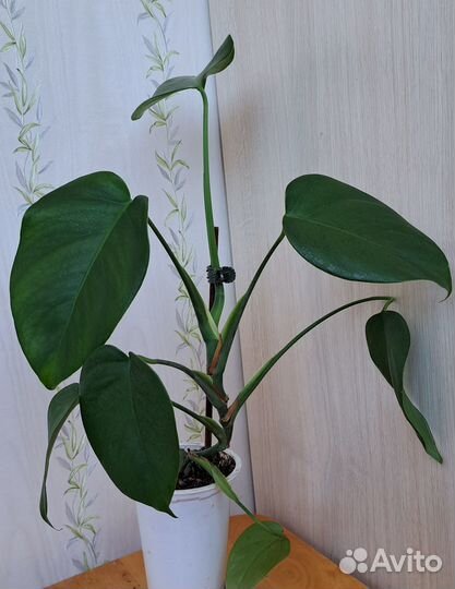 Филодендрон Сканденс