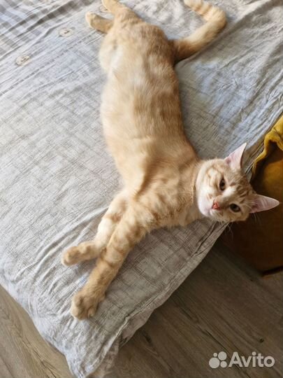 Отдается рыжий кот