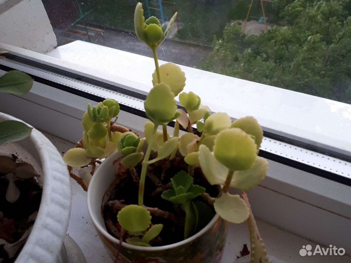 Цветы комнатные растения