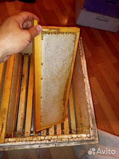 Мёд в сотах