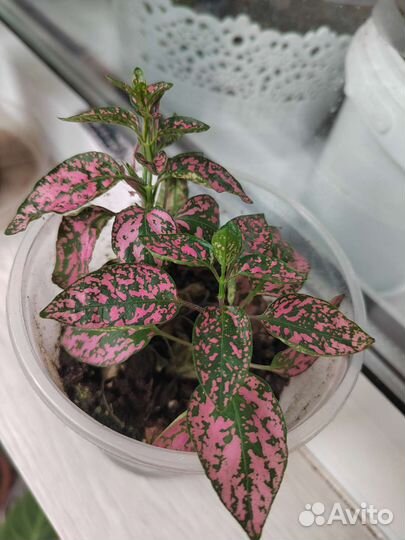 Комнатные растения, продажа или обмен на садовые