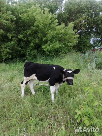 Продам тёлочку