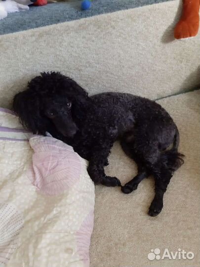 Пудель вязка