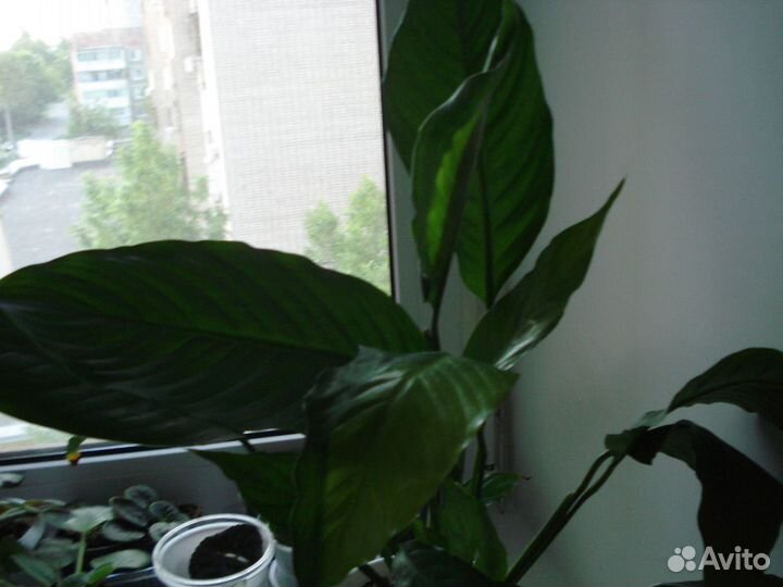 Спатифиллум