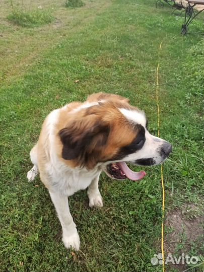 Московская сторожевая