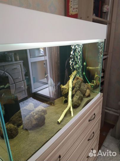 Аквариум