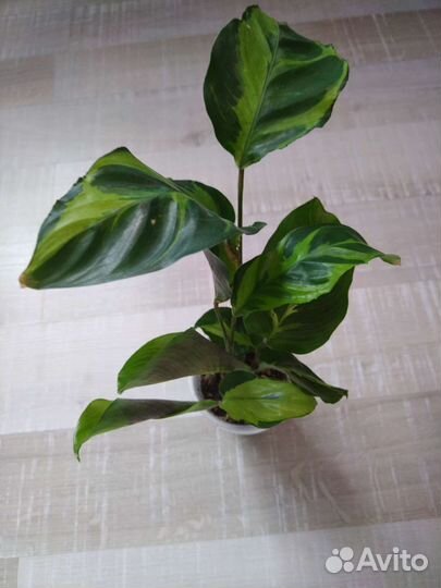 Калатея и ктенанта