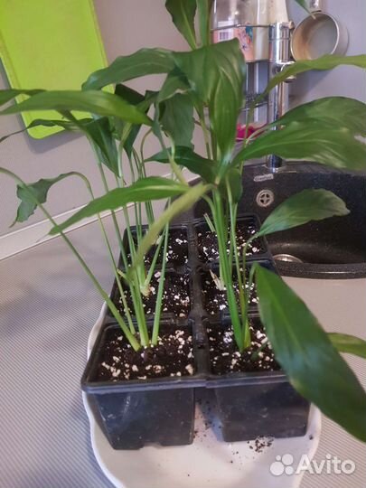 Спацифилум (женское счастье)