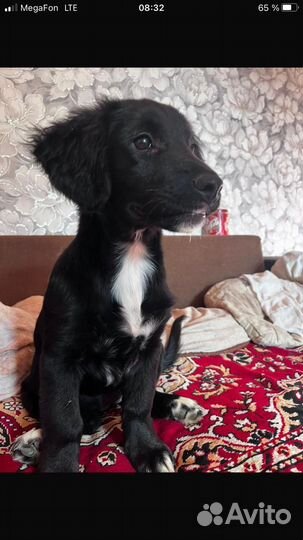 Щенок в добрые руки