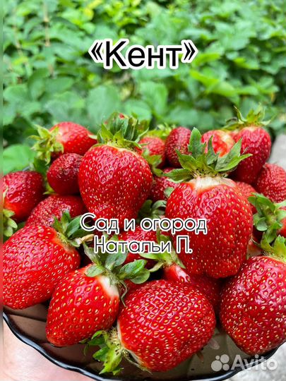 Рассада клубники Кент