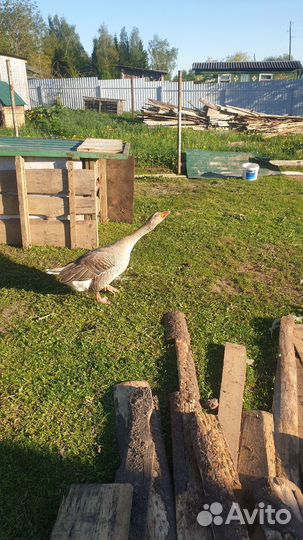 Гусь и гусыня