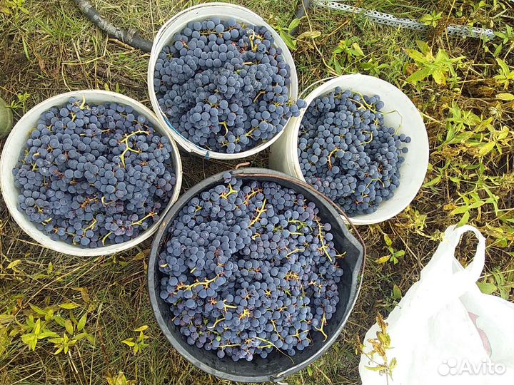 Изабелла виноград