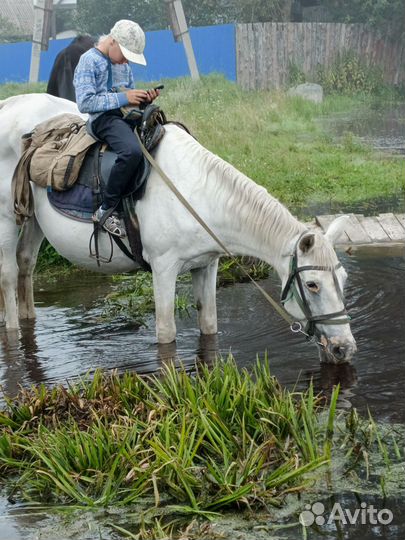 Жеребёнок и кобыла
