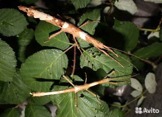 Яйца и молодые палочники