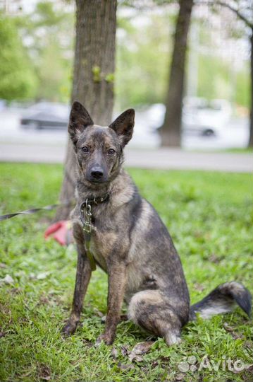 Метис бельгийской овчарки, бесплатно