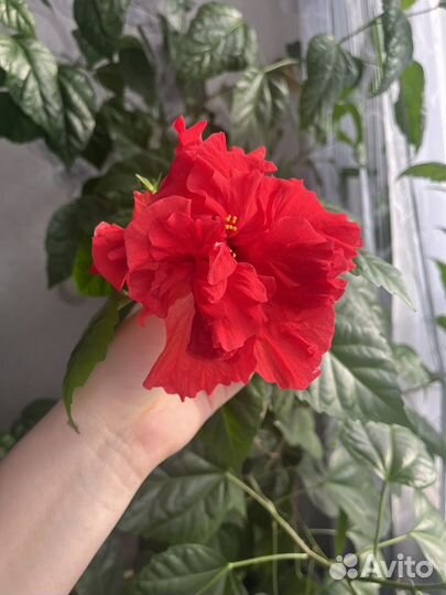 Комнатные цветы розы