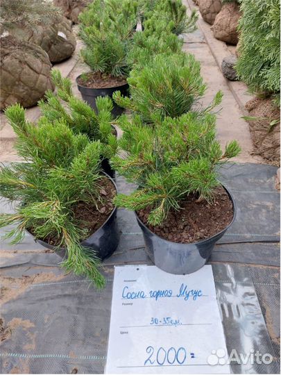 Ель Сосна горн. Можжевельник Tуя шаровидная конус