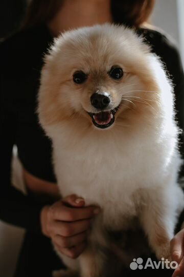 Случка шпиц