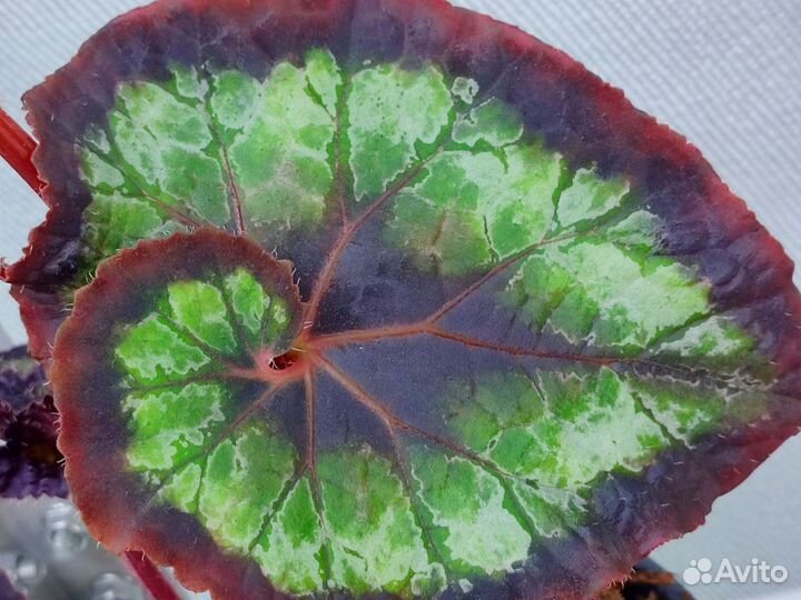 Бегония декоративно лиственная