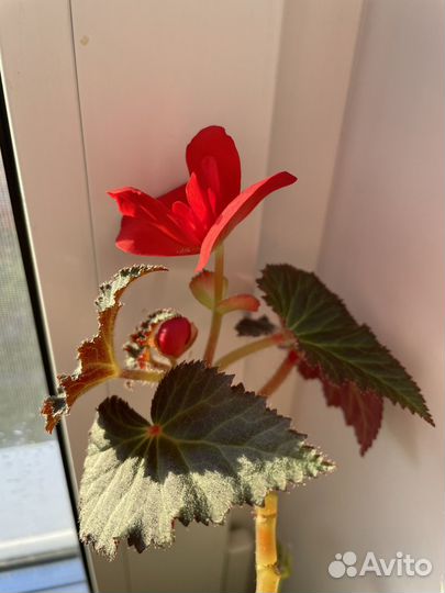 Бегония махровая