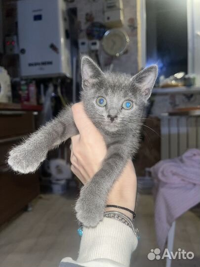 Отдам в добрые руки