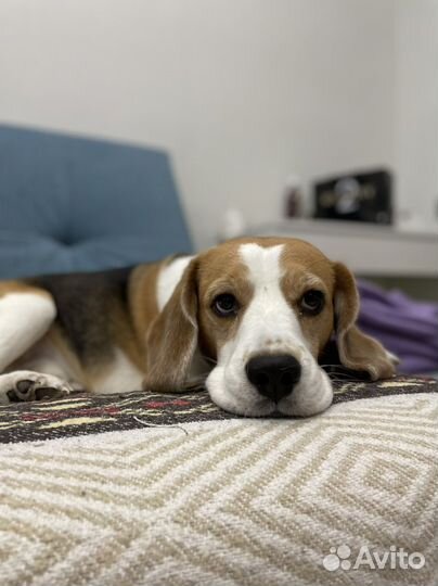 Бигль вязка