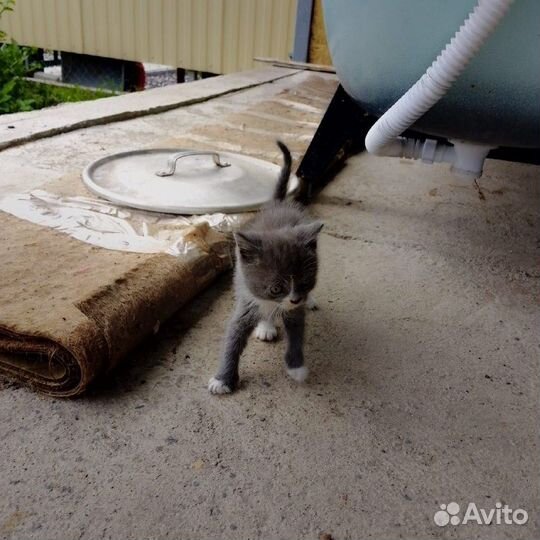 Отдадим котят в добрые руки