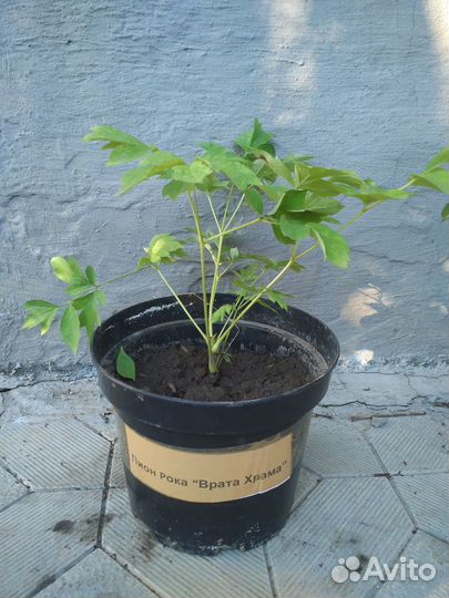 Пион Рока Врата храма, древовидный саженцы