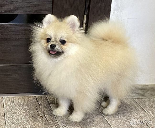 Чудесный мальчик шпиц