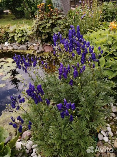 Многолетники для сада цветы