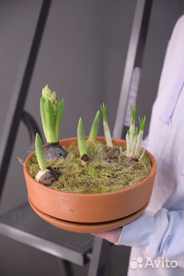 Кашпо с луковичными растениями