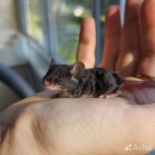 Декоративные мыши