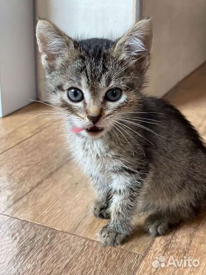 Котенок 1,5 мес. Девочка