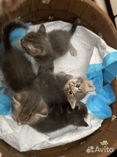 Котята в добрые руки