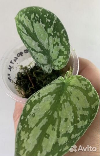 Сциндапсус триколор