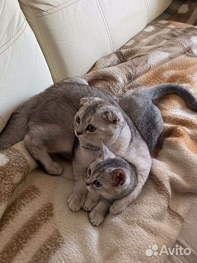 Шотландские котята