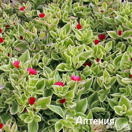 Ампельные растение лизимахия, седдум и другие