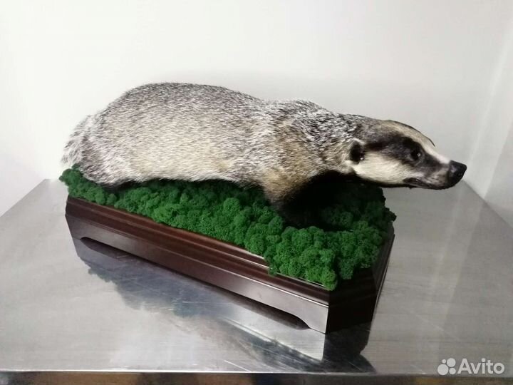 Таксидермия. Выделка шкур