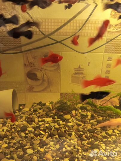 Рыбки,сомики, креветки,растения