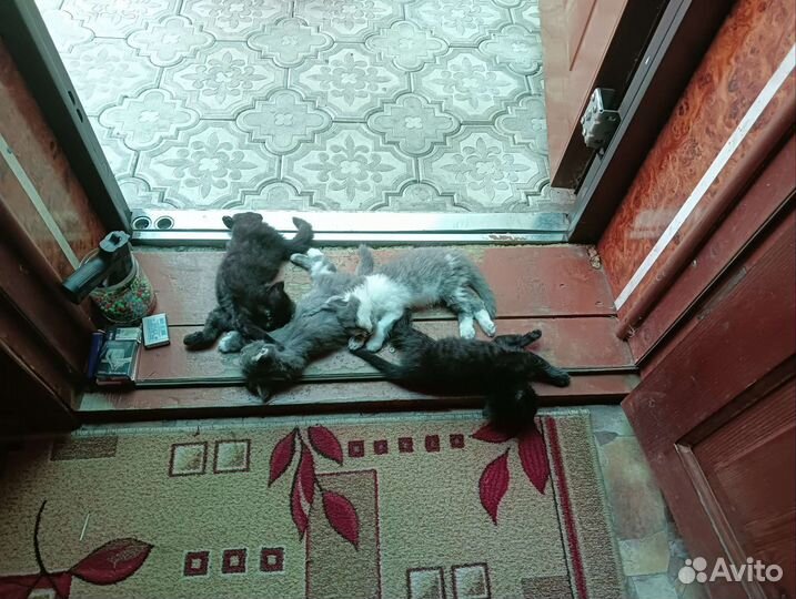 Котята