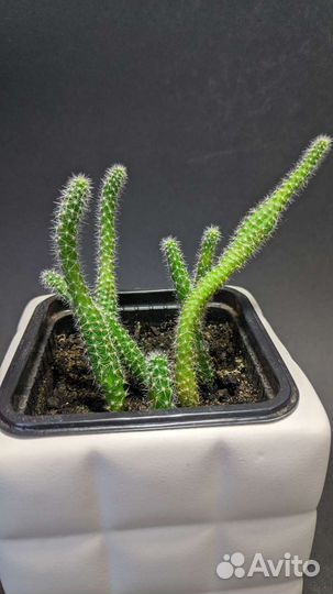 Кактус не колючий совсем