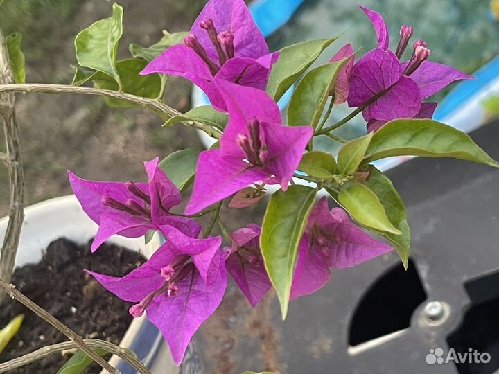 Бугенвиллея