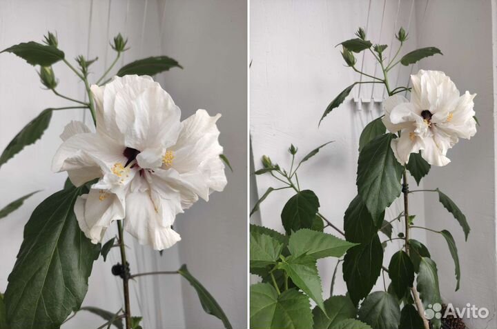 Сортовые гибискусы жёлтый и белый