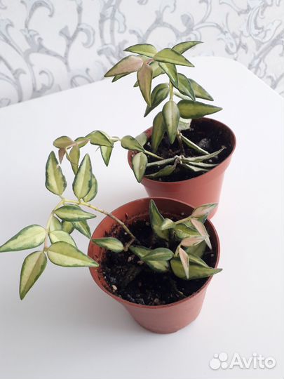 Хойя Белла (вариегатная)