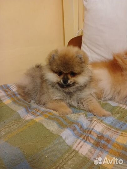 Щенки шпица