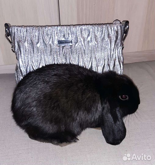 Декоративные кролики вислоухие