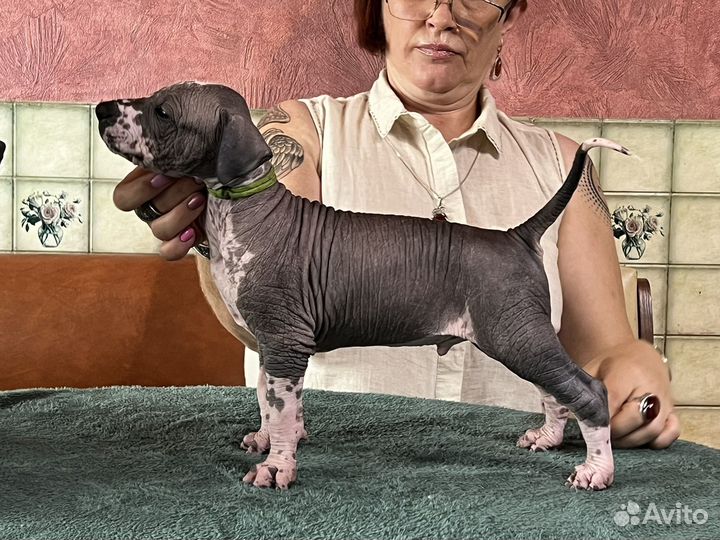 Ксолоитцкуинтли стандарт. Будущие звезды