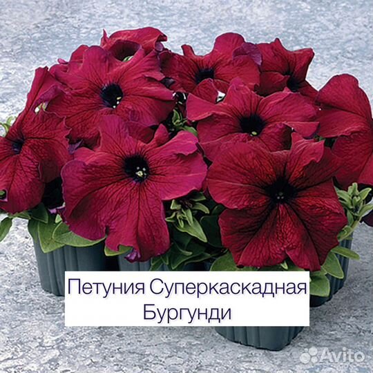 Рассада петунии